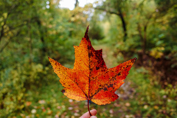 Orange and red maple leaf held up on trail in fall