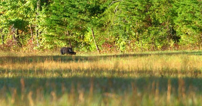 Wide, tracking, a bear sow with a cub in an autumn field, Tennessee, USA