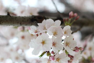 Beautiful and lovely light pink sakura (cherry blossoms) flowers, wallpaper background, soft focus