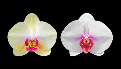 Naklejka na ściany i meble Yellow and white orchid flowers isolated on black background with clipping path