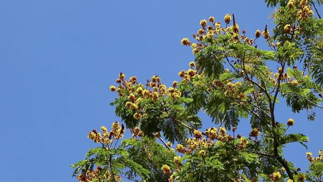 Bright, fragrant flowers of Peltophorum pterocarpum, also known as yellow poinciana, copperpod or yellow flame tree swaying in the breeze. Bees and butterflies fly to the flowers for pollination.