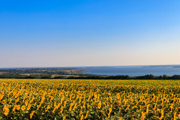Fototapeta na wymiar Summer landscape with beautiful river, sunflower field and green trees