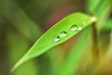 water drop on green bamboo leaf with blurred background