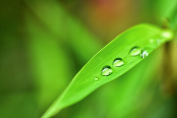water drop on green bamboo leaf with blurred background