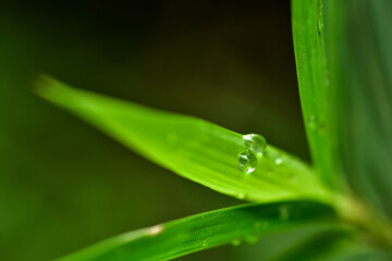 water drop on green bamboo leaf with blurred background