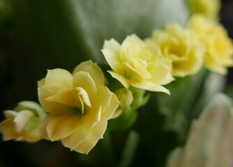 band of yellow ka lok flowers