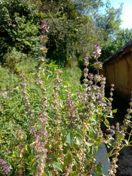 ocimum gratissimum tenuiflorum, commonly known as holy basil or ram tulsi or wild basil. sanatan dharma