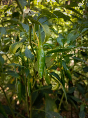 A bunch of green chillis on plant stock photo. HImachal pradesh
