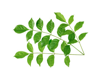 Fototapeta na wymiar green leaf isolated at corner of frame on white background the closeup top view of bignonia serratula leaves with clipping path