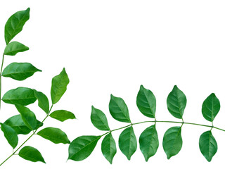 green leaf isolated at corner of frame on white background the closeup top view of bignonia serratula leaves with clipping path