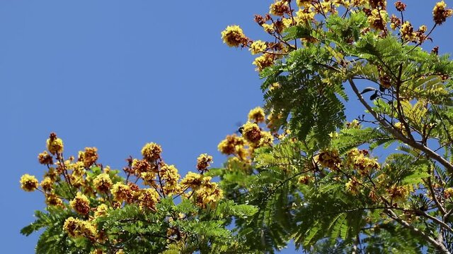 Bright, fragrant flowers of Peltophorum pterocarpum, also known as yellow poinciana, copperpod or yellow flame tree swaying in the breeze. Bees and butterflies fly to the flowers for pollination.