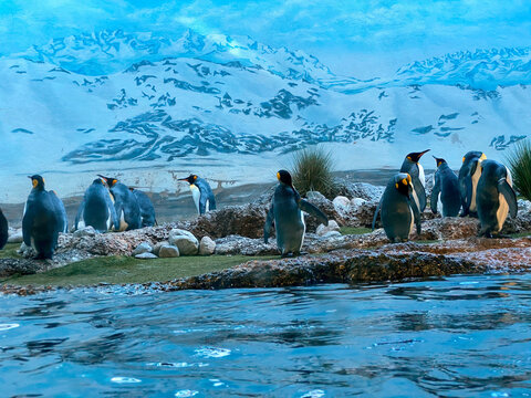 King penguin (Aptenodytes patagonicus), Der K&ouml;nigspinguin (Koenigspinguin) or Kraljevski pingvin - The Zoo Z&uuml;rich (Zuerich or Zurich), Switzerland / Schweiz