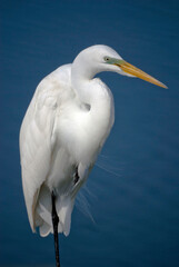 Great White Egret Portrait 