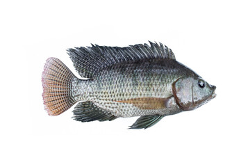 Tilapia fish isolated on white background.