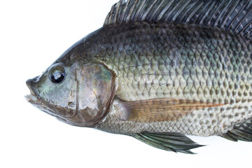 Tilapia fish isolated on white background.