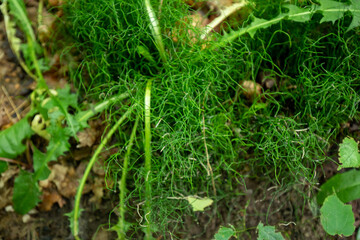 Curly grass close up at Pictured Rock National Lakeshore Michigan upper peninsula