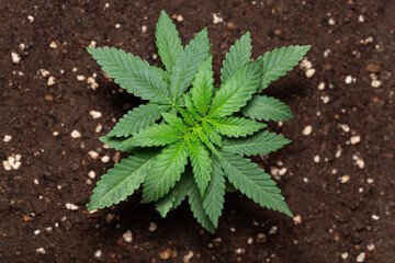 Young cannabis leaves of Strain Cannabis Granddaddy Purple (aka Grand Daddy Purps) Seedlings 27 Days of vegetation planted in the ground, cultivation in an indoor marijuana for medical purposes