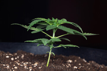 Growing marijuana in the pot, indoor medical cannabis plants on  dark background