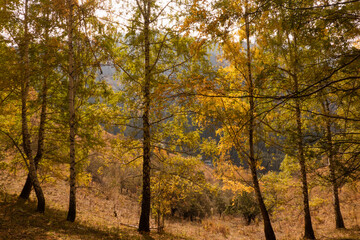 Fototapeta premium autumn in the mountain forest, birch trees