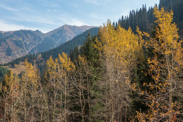 mountain panorama. a row of yellow trees against the background of mountains covered with coniferous forests