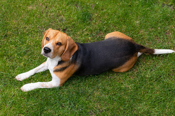 Adult beagle