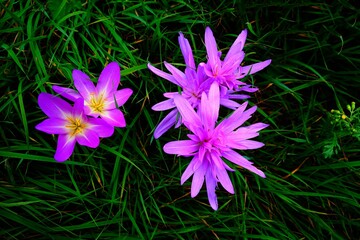 野原の紫色の花