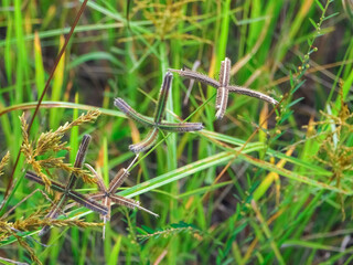 Roadside grass with water droplets on the road