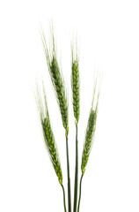 Fototapeta premium green spikelets of wheat isolated