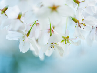 Cherry Blossoms