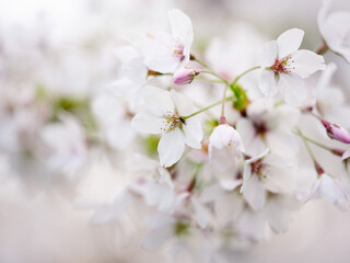 Cherry Blossoms