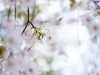 Cherry Blossoms