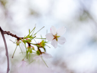 Cherry Blossoms