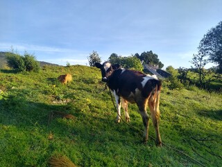 horse and rider
