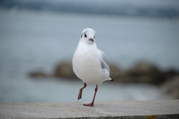 Mouette marchant en bord de mer .