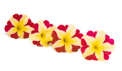 yellow-red petunia flowers isolated