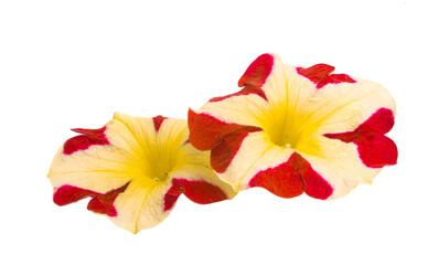 yellow-red petunia flowers isolated