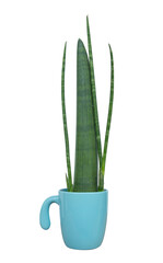 Sansevieria Cylindrica put in the blue ceramic cup and Die cut white isolated, focus selective.