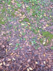 fallen leaves