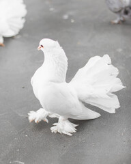 white pigeon on the ground