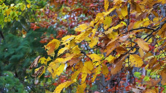 Close-up, autumn foliage on a windy day, North Carolina, USA