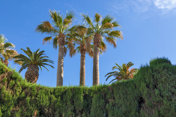 Fototapeta na wymiar Siepi con palme sullo sfondo e cielo sereno