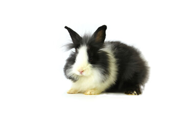 black and white color lionhead beauty rabbit ,isolate on white background