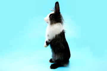 black and white color bunny rabbbit standing  , isolate on blue background