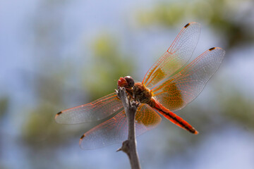 Dragonfly sitting on a twig