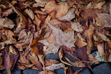 Ambiance de rue à Paris entre Tour Eiffel et Trocadéro