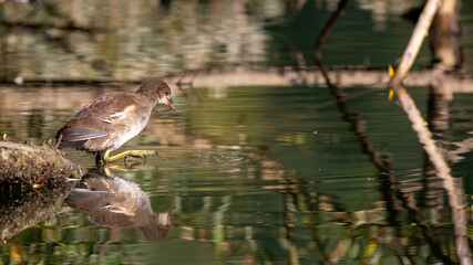 bird, wasser, natur, see, wild lebende tiere, stockente, tier, wild, teich, feather, baden, bird, fluss, braun, schnabel, 