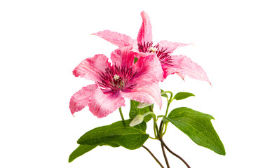 beautiful clematis flower isolated