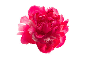 beautiful peony flower isolated