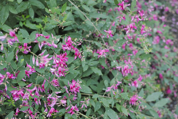 赤紫色の萩の花