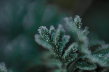 Frost crystals on flowers